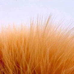 Nature's Spirit Feathers Blood Quill Strung Marabou