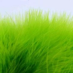 Nature's Spirit Feathers Blood Quill Strung Marabou