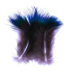Nature's Spirit Blue Peacock Plumage