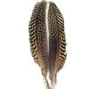 Deschutes Angler Fly Shop Feathers Mottled Peacock Wing Quill