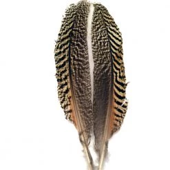 Deschutes Angler Fly Shop Feathers Mottled Peacock Wing Quill