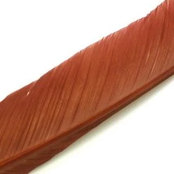 Nature's Spirit Feathers Turkey Biot Quills