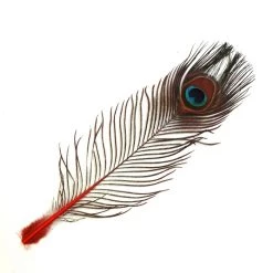 Nature's Spirit Eyed Peacock Tail