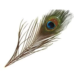 Nature's Spirit Eyed Peacock Tail