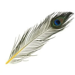 Nature's Spirit Eyed Peacock Tail