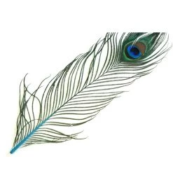 Nature's Spirit Eyed Peacock Tail