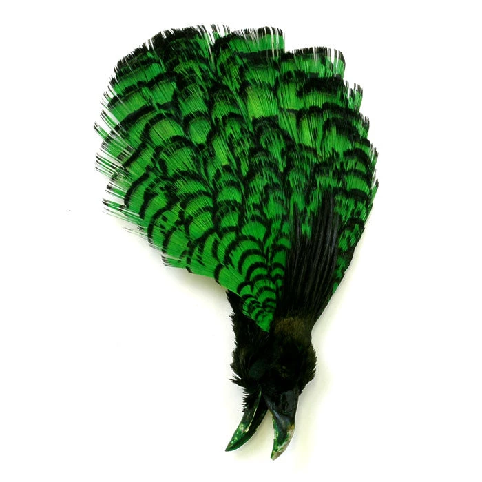 Nature's Spirit Feathers Lady Amherst Crest W/ Tippet 5 Nature's Spirit Feathers Lady Amherst Crest W/ Tippet