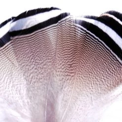 Nature's Spirit Barred Wood Duck Feathers