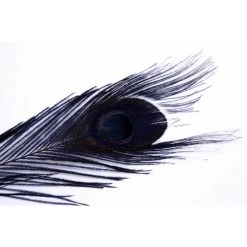 Spirit River Iridescent Dyed Peacock Feathers