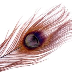 Spirit River Iridescent Dyed Peacock Feathers