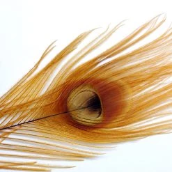 Spirit River Iridescent Dyed Peacock Feathers