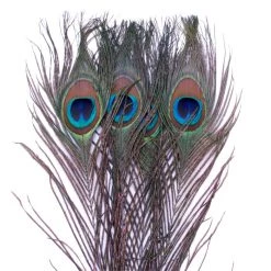 Spirit River UV2 Peacock Eye